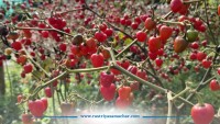 अकबरे खुर्सानीले फेरिएको भोजपुर : रित्तिँदै गएको गाउँमा फर्किएको समृद्धि