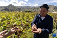 चीनमा आधुनिक चिकित्सा सँगसँगै फस्टाउँदै परम्परागत जडीबुटी उपचार