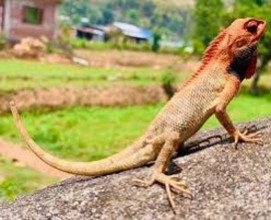 नेपालमा भेटिए छेपारोका दुई नयाँ प्रजाति