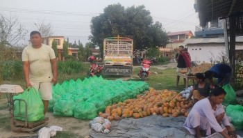 वडा सदस्य महतोको लोभलाग्दो मेवाखेती