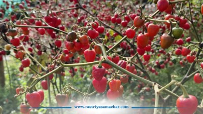 अकबरे खुर्सानीले फेरिएको भोजपुर : रित्तिँदै गएको गाउँमा फर्किएको समृद्धि