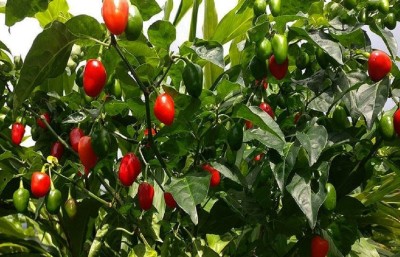 अकबरे खुर्सानीको मूल्य प्रतिकिलो एक हजार, सरकार बेखबर !