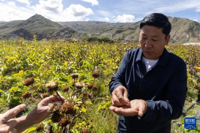 चीनमा आधुनिक चिकित्सा सँगसँगै फस्टाउँदै परम्परागत जडीबुटी उपचार