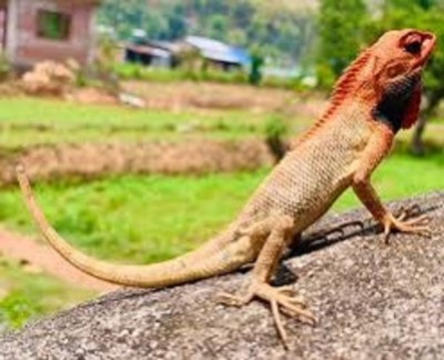 नेपालमा भेटिए छेपारोका दुई नयाँ प्रजाति