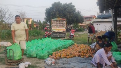 वडा सदस्य महतोको लोभलाग्दो मेवाखेती