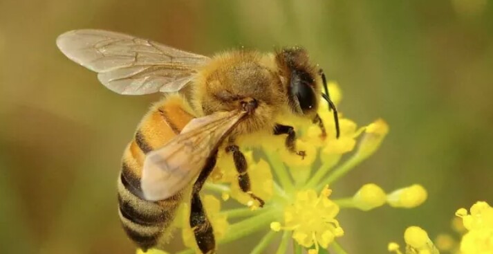 विषादी हालेर मौरी मारेपछि किसान त्रसित