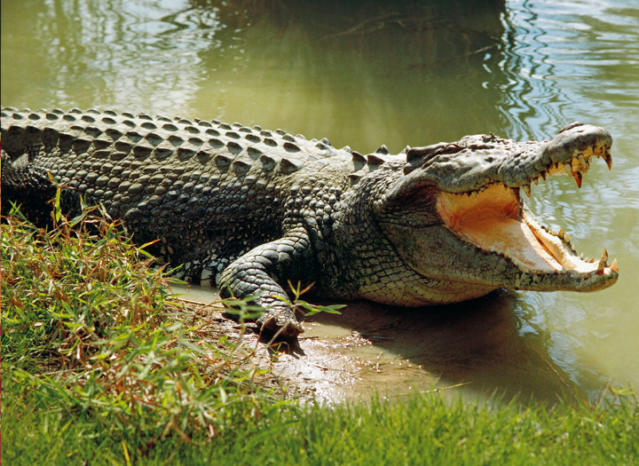 गोही संरक्षणमा जाल बाधक