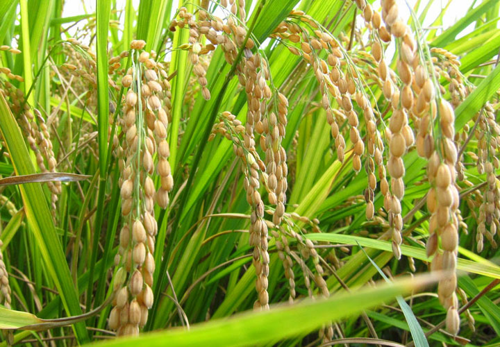 नेपालको अर्थतन्त्रमा धानको महत्व