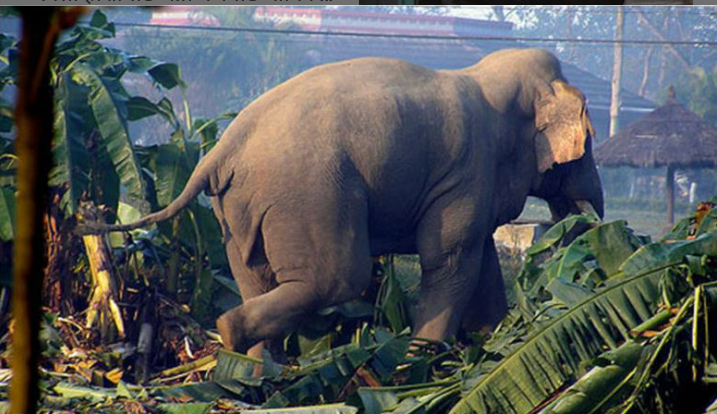 हात्ती आतङ्कबाट दिक्क छन् शुक्लाफाँटाका बासिन्दा, अनिदोमै बित्छ रात