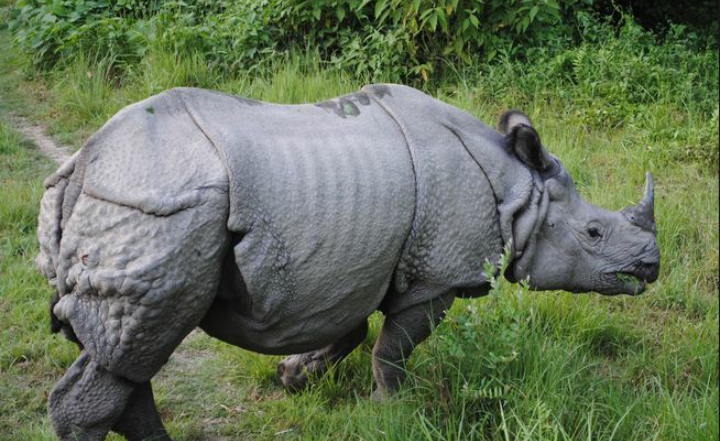 गैँडा संरक्षणका लागि कात्तिकमा फुटबल प्रतियोगिता