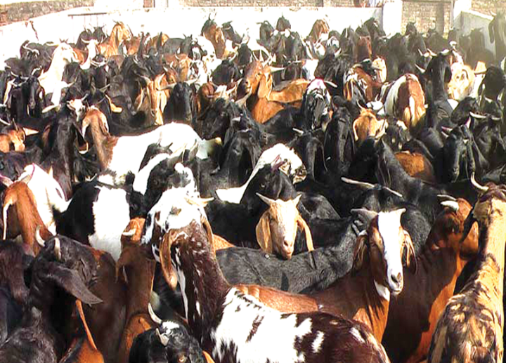 संस्थानको खसीबोका सकियो : बजार अनुगमन