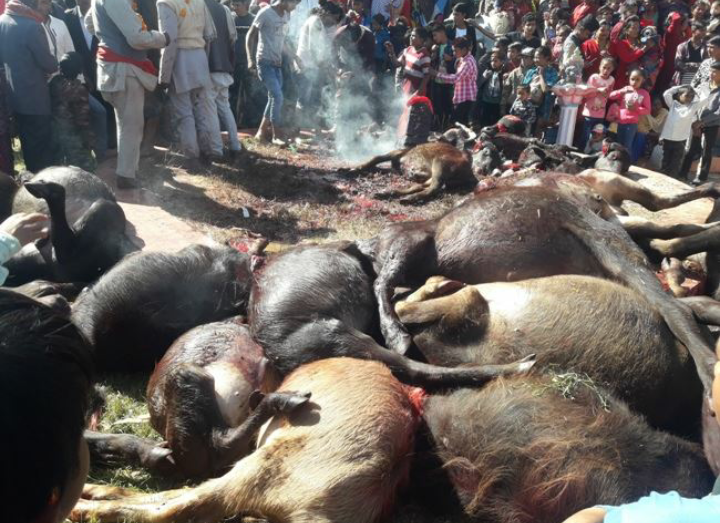 कङ्कालनीमा ६३२ वटा राँगाको बलि प्रदान