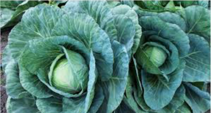 एउटै वडाबाट रु १० लाखको बन्दा निर्यात