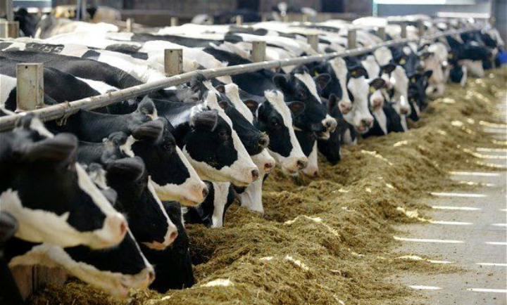 ३२ अर्बको लगानीमा मोडेल गाई फार्म स्थापना