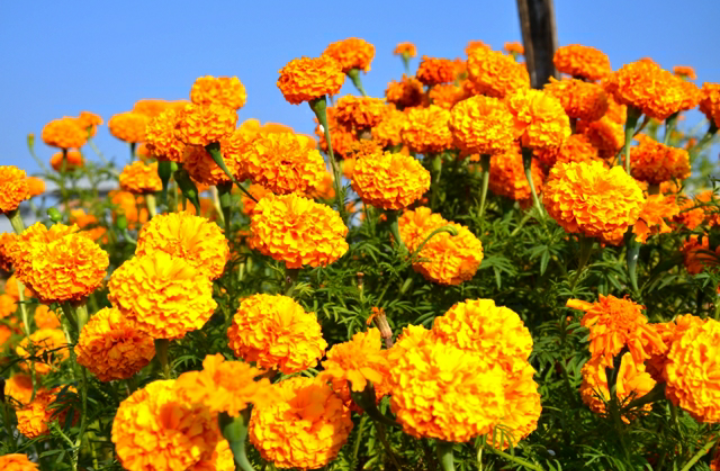 करेसाबारीमा लगाइएको फूल आम्दानीको स्रोत