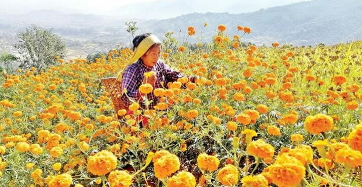 तिहारमा करिब बाइस लाख थान मालाको प्रयोग