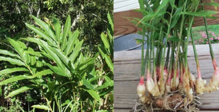 अलैंचीमा रोग लागेपछि किसान निराश