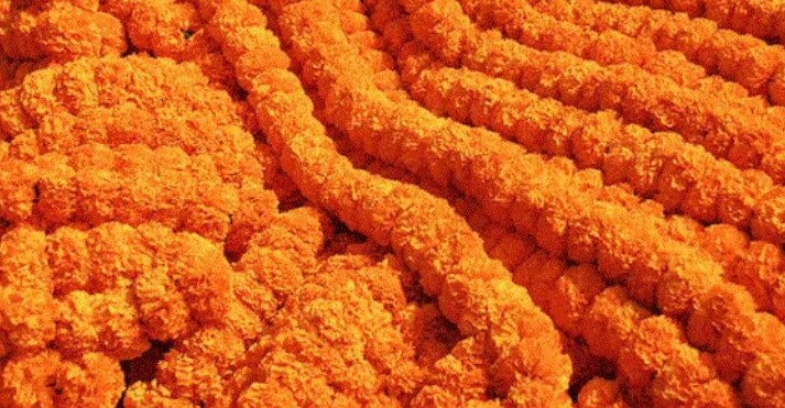 सबै पाहुनाको गलामा सयपत्री फूलको माला