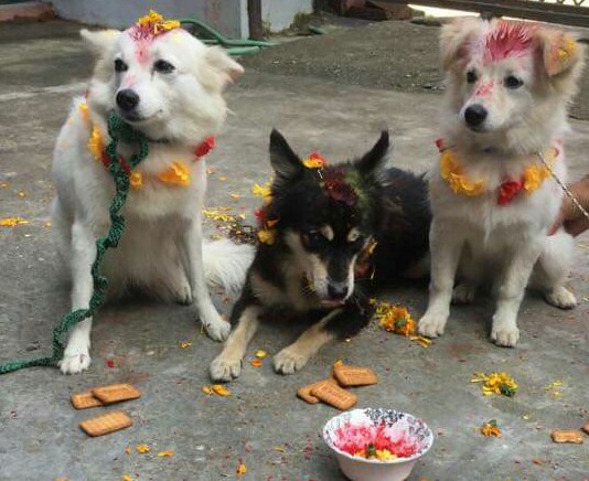 आज कुकुर तिहार मनाइँदै