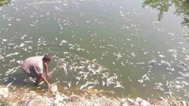 मान्छेको रिस माछामाथि ? पोखरीमा विष हालिदिँदा १० लाखका माछा मरे