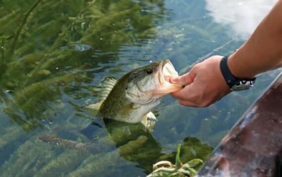 वाग्मती सफाइले पनि बचाउन सकेन माछा