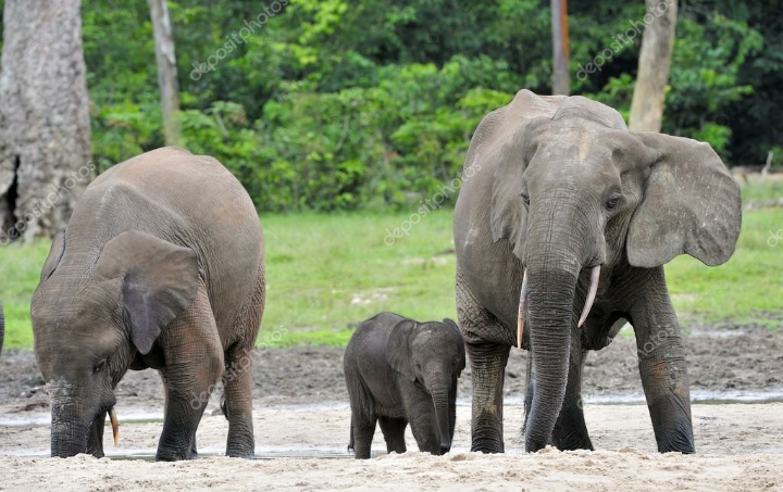 जङ्गली भाले हात्तीको भरमा प्रजनन केन्द्र
