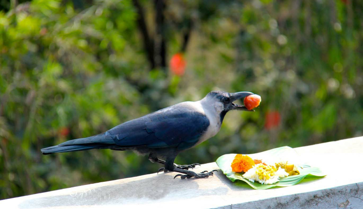 यमपञ्चक सुरु आज काग तिहार