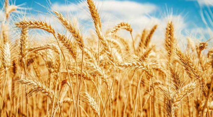 गहुँको विएल ४३४१ बीउ उन्मोचन