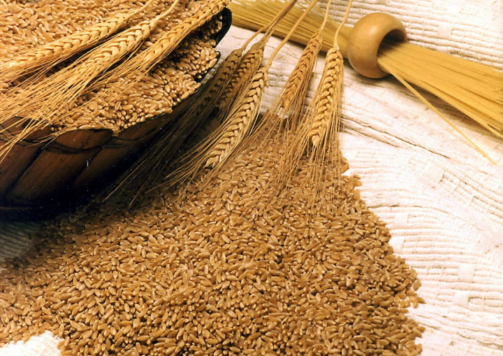 बाह्र वर्ष लगाएर आयो गहुँको नयाँ बीउ