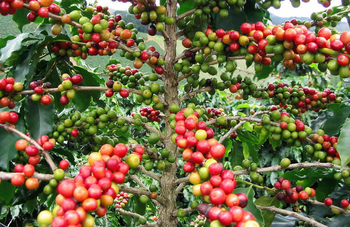 व्यवसायीलाई कफीखेतीमा आकर्षित गरिँदै