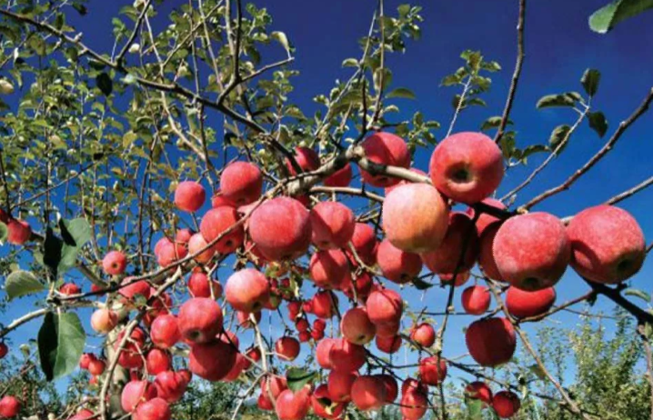 जुम्लामा १७ करोडको स्याउ उत्पादन
