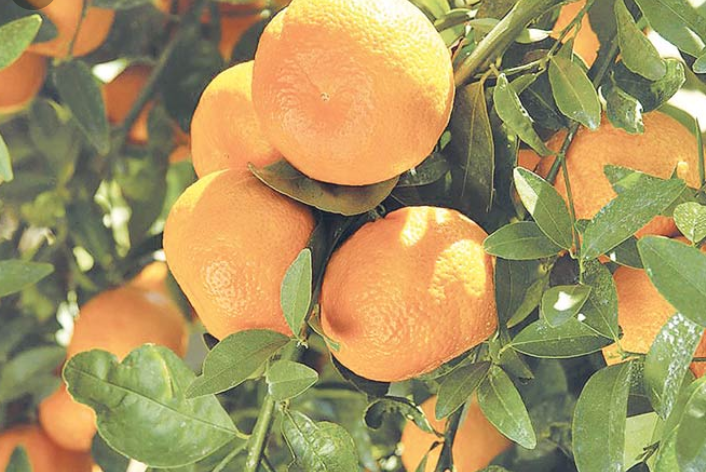 सिन्धुलीको जुनार– यात्रुको मुख्य कोसेली बन्दै