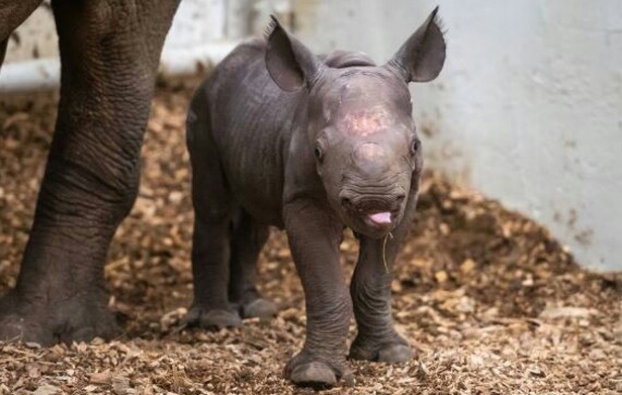छ महिना नपुग्दै २१ गैँडा प्राकृतिक कारणले मरे