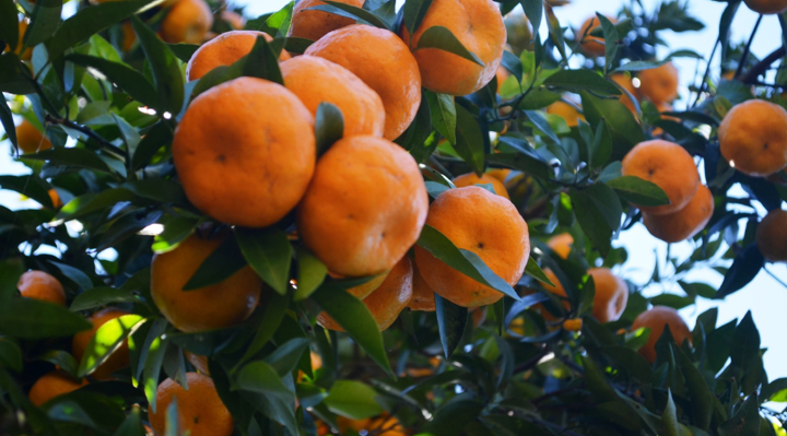 नेपाली सुन्तलाले कोलकातावासीको मन जित्यो