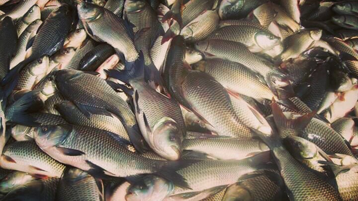 भारतमा प्रतिबन्धित विषादीयुक्त माछा नेपालमा खुलेआम बिक्री