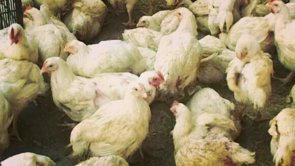 बर्डफ्लुको बढ्दाे संक्रमण, काठमाडौंसहित तीन जिल्लामा सवा लाख कुखुरा मारियो