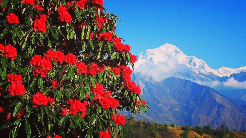 लालीगुराँससँग तस्वीर खिच्न काहुँडाँडा