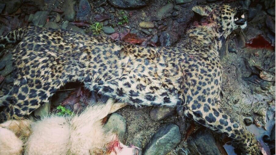 गोरखामा कुकुरको आक्रमणबाट चितुवाको मृत्यु