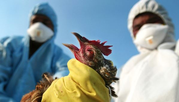 हेटौँडामा बर्डफ्लु नियन्त्रणको प्रयास