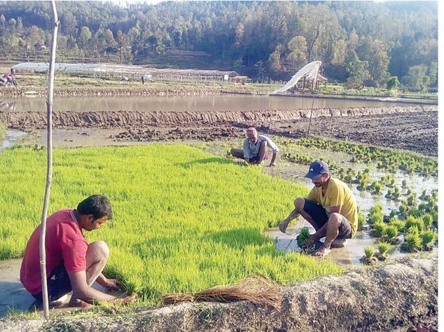 चैते धान रोपाइँको चटारो