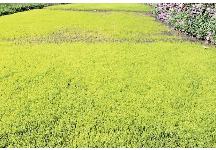 मार्सी धानको बेर्ना तयार