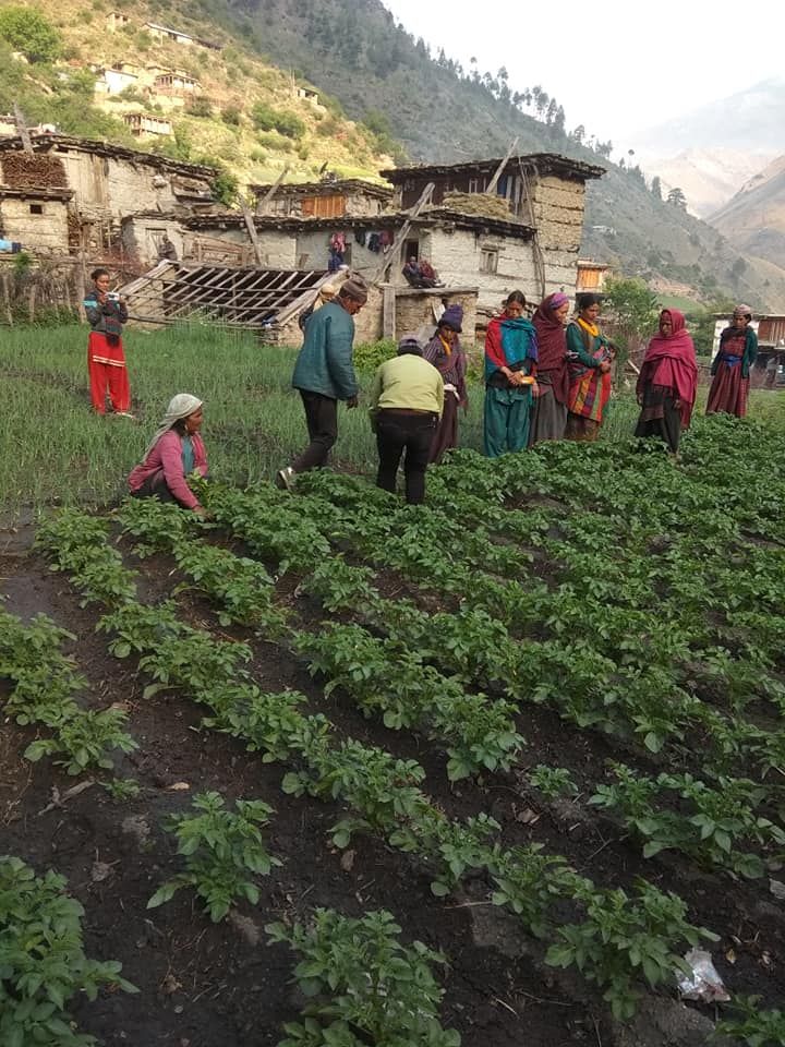 तरकारीमा लाग्ने रोगबारे किसानलाई जानकारी