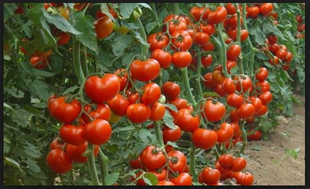 महँगीले नयाँ रेकर्ड कायम गर्ने संकेत: खसीको मासु २ सयले बढ्दा गोलभेडाको भाउ दोब्बर