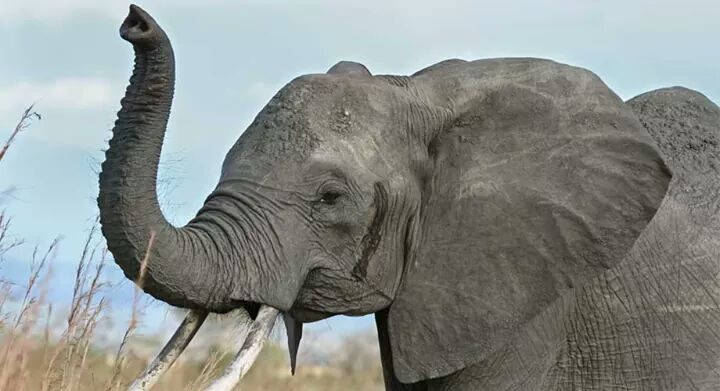 हात्तीले घर र मन्दिर भत्काए