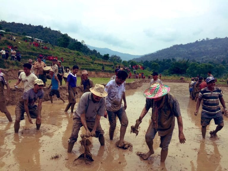 बाबुराम भट्टराईले गोरु जोते (फोटो सहित)