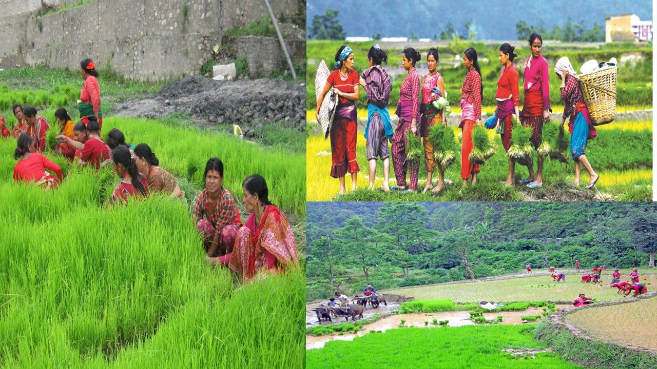 असारे गीतसँगै रैथाने धान पनि लोप हुँदै