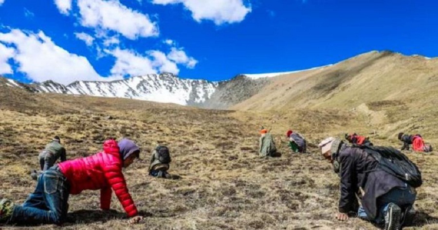 लेक लागेर यार्सागुम्बा खोज गएका ८ जनाको मृत्यु