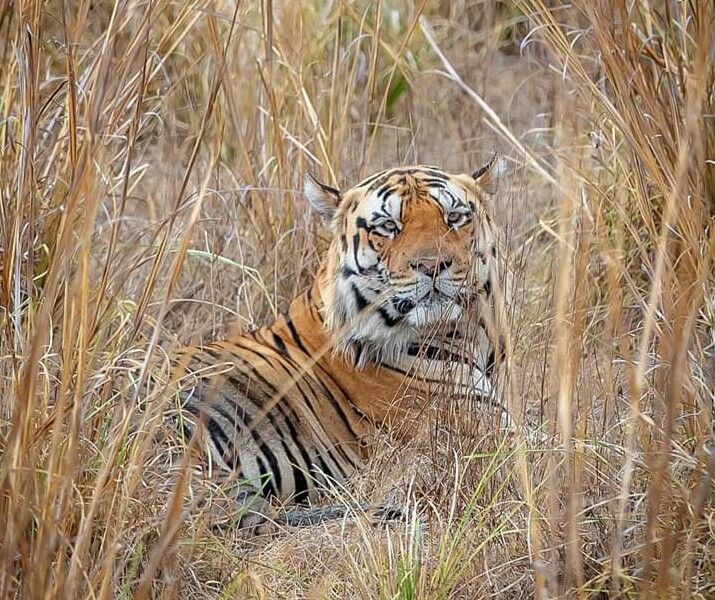 आज विश्व बाघ दिवस, बाँके राष्ट्रिय निकुन्जमा विशेष कार्यक्रम गरिदै