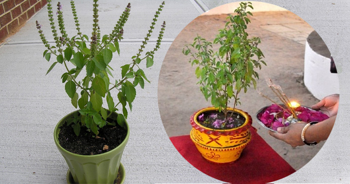 आज हरिशयनी एकादशी: तुलसी रोप्ने दिन तथा चतुर्मास व्रतको आरम्भ हुने