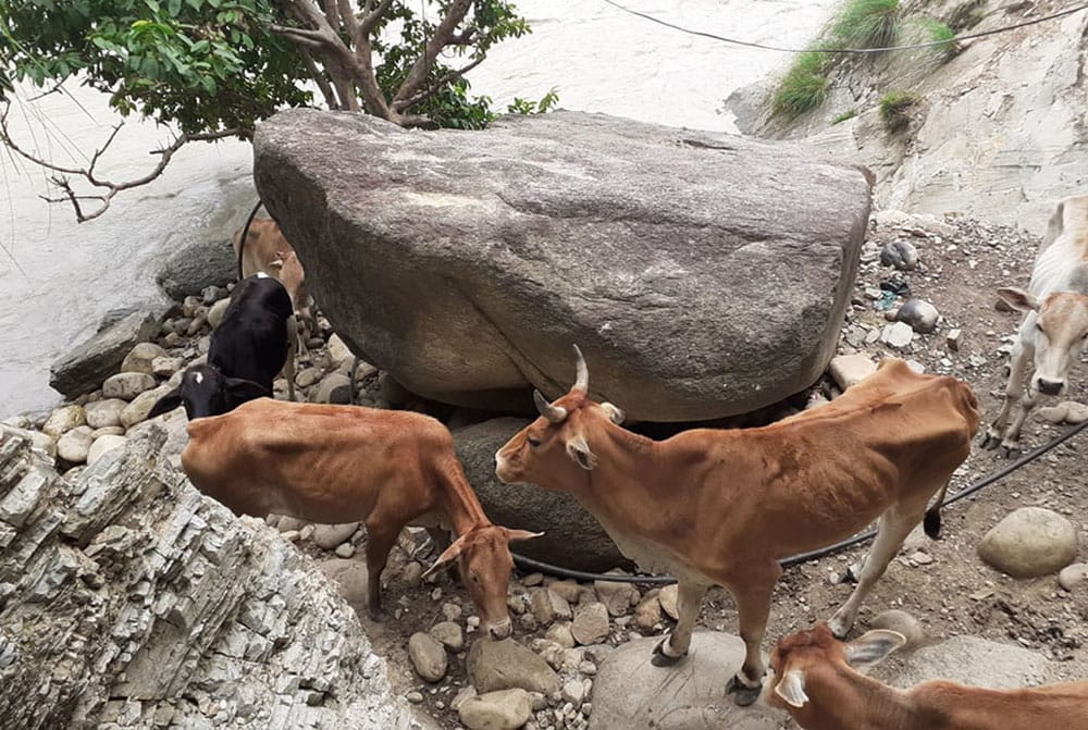 सेती नदीको भीरमा फसे सात गाई